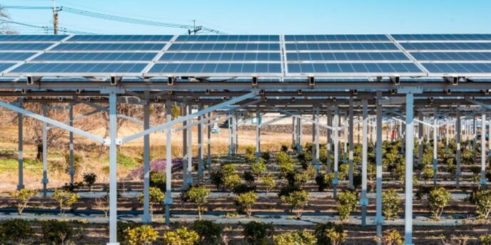 ソーラーパネルの下で農作物が育てられている営農型太陽光発電(ソーラーシェアリング)の風景