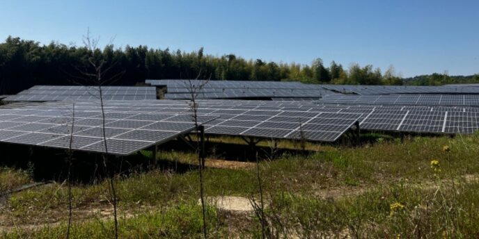 草地に設置された多数の太陽光パネルが広がる野立て太陽光発電設備の画像。
